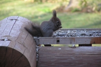 masyuen_animal_0046