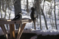 masyuen_animal_0074
