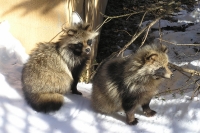 masyuen_animal_0136