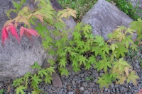 masyuen_6_0081