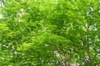 masyuen_8_0070