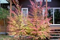 masyuen_autumn_1_0005