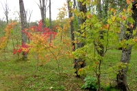 masyuen_autumn_1_0011