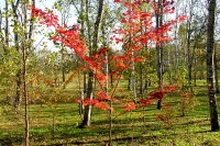 masyuen_autumn_1_0027