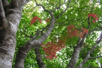 masyuen_autumn_1_0059