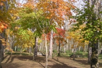 masyuen_autumn_1_0113