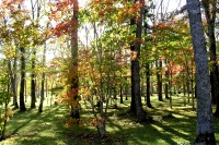 masyuen_autumn_2_0007