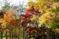 masyuen_autumn_2_0009