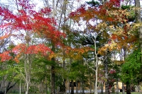 masyuen_autumn_2_0012