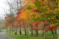 masyuen_autumn_2_0014