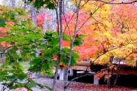 masyuen_autumn_2_0026