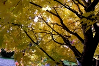 masyuen_autumn_2_0035