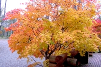 masyuen_autumn_2_0051