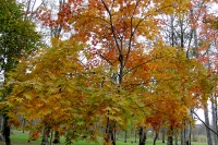 masyuen_autumn_2_0061