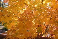 masyuen_autumn_2_0069