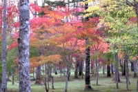 masyuen_autumn_3_0017