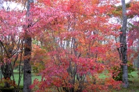 masyuen_autumn_3_0019