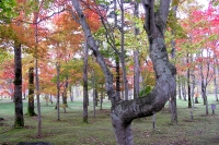 masyuen_autumn_3_0043