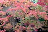 masyuen_autumn_3_0060