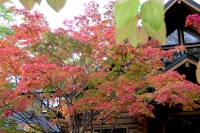 masyuen_autumn_3_0068