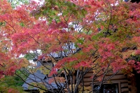 masyuen_autumn_3_0076