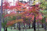 masyuen_autumn_3_0113