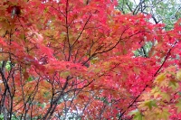 masyuen_autumn_3_0116