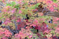 masyuen_autumn_3_0117