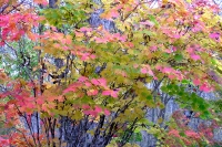 masyuen_autumn_3_0127