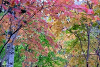 masyuen_autumn_3_0163