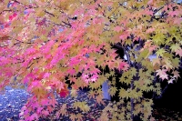 masyuen_autumn_3_0166