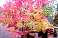 masyuen_autumn_3_0174