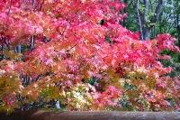 masyuen_autumn_3_0181