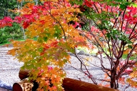 masyuen_autumn_3_0192