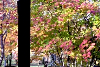 masyuen_autumn_3_0198