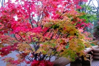 masyuen_autumn_3_0204