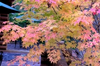 masyuen_autumn_3_0213