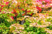 masyuen_autumn_3_0221