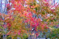 masyuen_autumn_3_0222