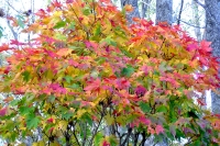 masyuen_autumn_3_0223