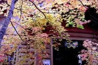 masyuen_autumn_3_0232