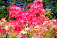 masyuen_autumn_3_0233