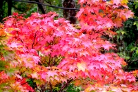 masyuen_autumn_3_0236