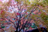 masyuen_autumn_3_0245