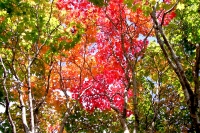 masyuen_autumn_3_0247