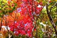 masyuen_autumn_3_0252