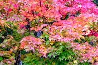 masyuen_autumn_3_0256