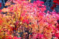masyuen_autumn_3_0273
