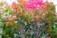 masyuen_autumn_3_0274