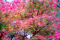 masyuen_autumn_3_0276